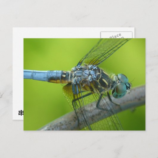 Carte postale de Drogonfly. (Devant / Derrière)