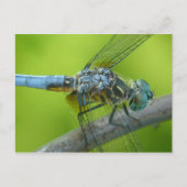 Carte postale de Drogonfly. (Devant)