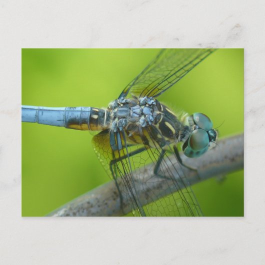Carte postale de Drogonfly. (Devant)