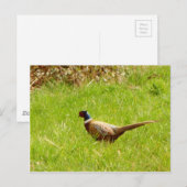 Carte postale de faisan (Devant / Derrière)