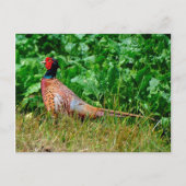 Carte postale de faisan (Devant)