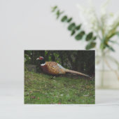 Carte postale de faisan (Debout devant)