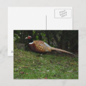 Carte postale de faisan (Devant / Derrière)