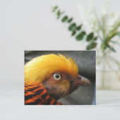 Carte postale de faisan doré (Debout devant)