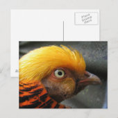Carte postale de faisan doré (Devant / Derrière)