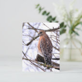 Carte postale de faucon à épaules rouges (Debout devant)