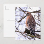 Carte postale de faucon à épaules rouges (Devant / Derrière)