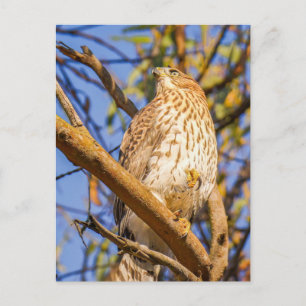 Carte postale de faucon Art de la nature des rap