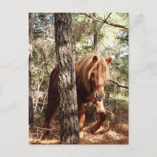 Carte postale de faune, cheval sauvage, île d'Assa (Devant)
