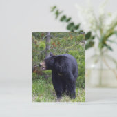 Carte postale de faune d'ours noir (Debout devant)