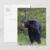 Carte postale de faune d'ours noir (Devant / Derrière)