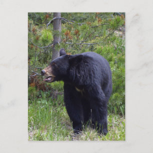 Carte postale de faune d'ours noir