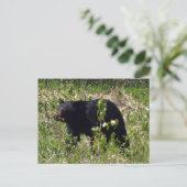 Carte postale de faune d'ours noir (Debout devant)