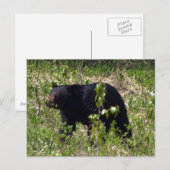 Carte postale de faune d'ours noir (Devant / Derrière)