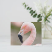 Carte postale de fermeture de Flamant rose (Debout devant)