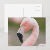 Carte postale de fermeture de Flamant rose (Devant / Derrière)
