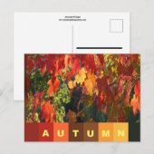 Carte postale de feuillage d'automne (Devant / Derrière)