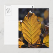 Carte postale de feuille d'automne (Devant / Derrière)
