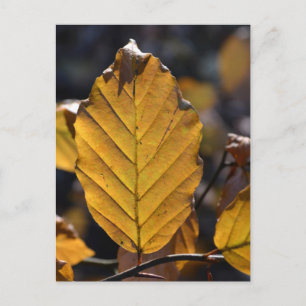 Carte postale de feuille d'automne