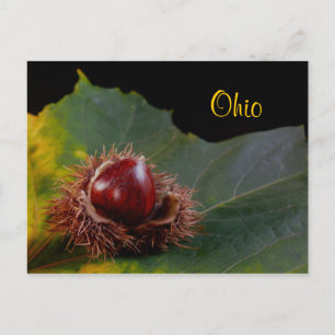 Carte postale de feuille d'automne avec noix de l'