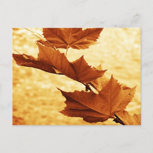 Carte postale de feuille d'érable (Devant)