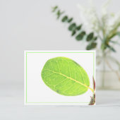 Carte postale de feuille verte riche de figue sauv (Debout devant)