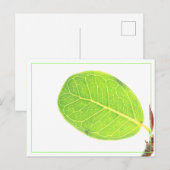 Carte postale de feuille verte riche de figue sauv (Devant / Derrière)
