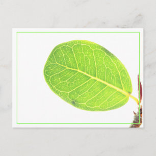Carte postale de feuille verte riche de figue sauv