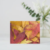 Carte postale de feuilles d'automne (Debout devant)