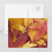 Carte postale de feuilles d'automne (Devant / Derrière)