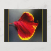 Carte postale de feuilles d'automne (Devant)