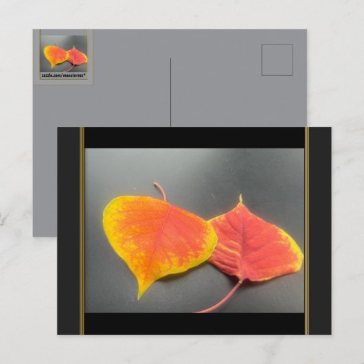 Carte postale de feuilles d'automne (Devant / Derrière)