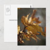 Carte postale de feuilles d'automne (Devant / Derrière)