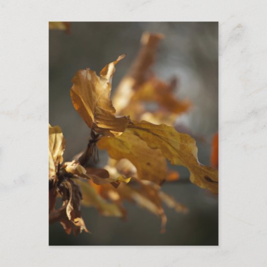 Carte postale de feuilles d'automne (Devant)