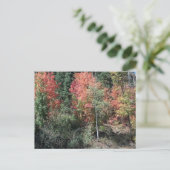 Carte postale de feuilles d'automne 2012 (Debout devant)