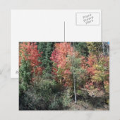 Carte postale de feuilles d'automne 2012 (Devant / Derrière)