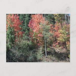 Carte postale de feuilles d'automne 2012