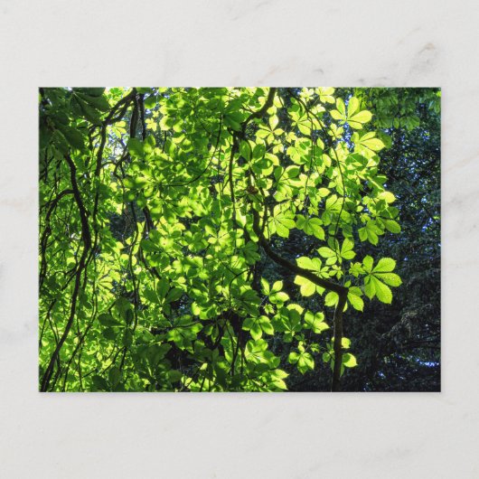 Carte postale de feuilles de marronnier tachées de (Devant)