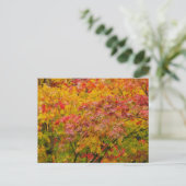 Carte postale de feuilles d'érable (Debout devant)