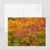 Carte postale de feuilles d'érable (Devant / Derrière)