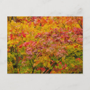Carte postale de feuilles d'érable