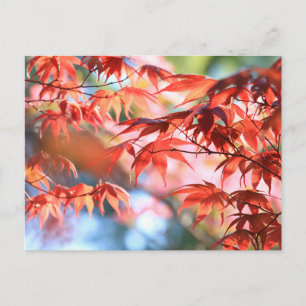 Carte postale de feuilles d'érable automnales sere