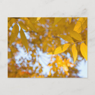 Carte postale de feuilles d'érable automnales sere