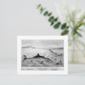 Carte postale de Fish Lizard (Debout devant)