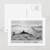 Carte postale de Fish Lizard (Devant / Derrière)