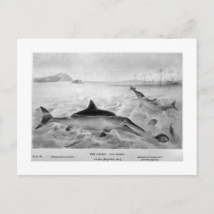 Carte postale de Fish Lizard