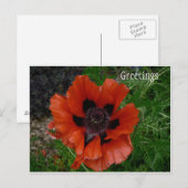Carte postale de fleur (Devant / Derrière)