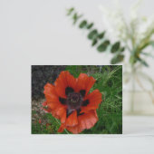 Carte postale de fleur (Debout devant)