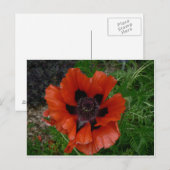 Carte postale de fleur (Devant / Derrière)