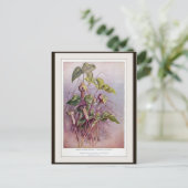 Carte postale de fleur botanique Jack-in-the-Pulpi (Debout devant)